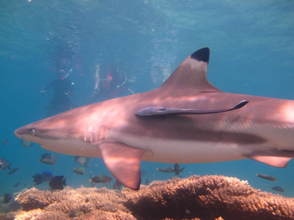 Ombak Dive Resort Perhentian Island Pulau Perhentian Kecil Eksteriør bilde
